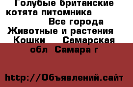 Голубые британские котята питомника Silvery Snow. - Все города Животные и растения » Кошки   . Самарская обл.,Самара г.